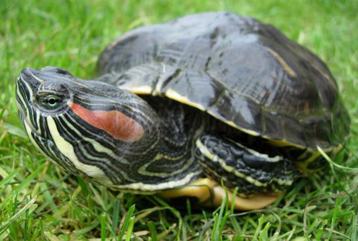 červené oko želvy zajímavé fakty