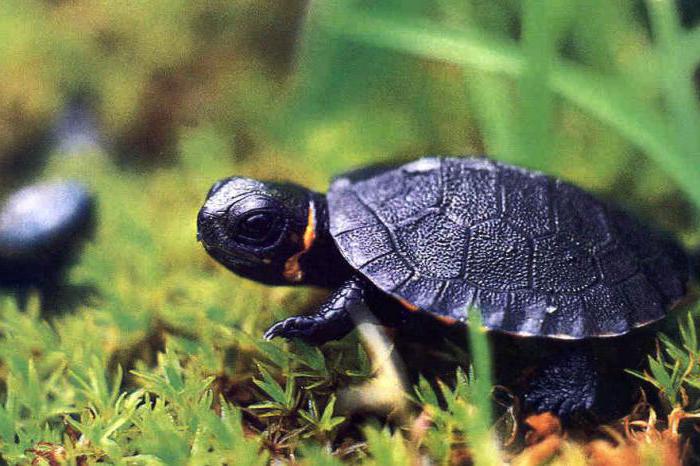 brodząc żółwia interesujące fakty