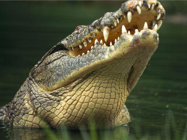 zanimljive krokodilske činjenice