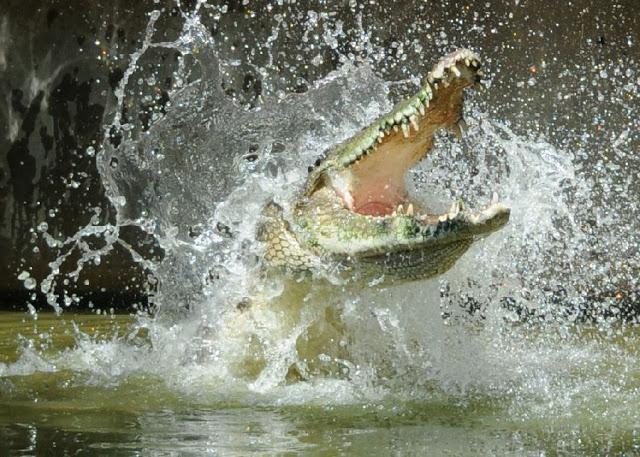 Nil krokodil zanimljivosti