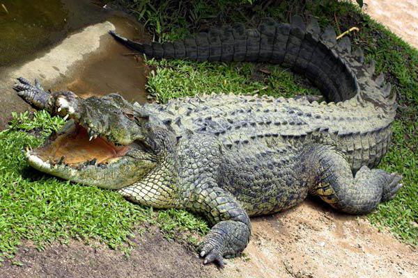 zanimljivosti iz života krokodila
