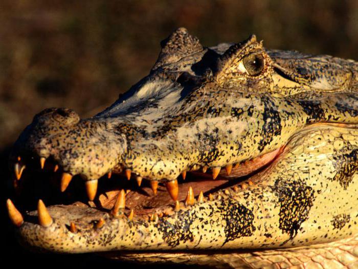 i fatti più interessanti sui coccodrilli