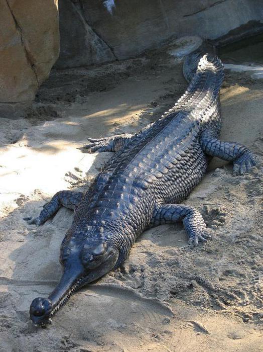 10 fatti interessanti sui coccodrilli