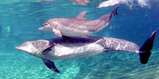 fatti interessanti sui delfini