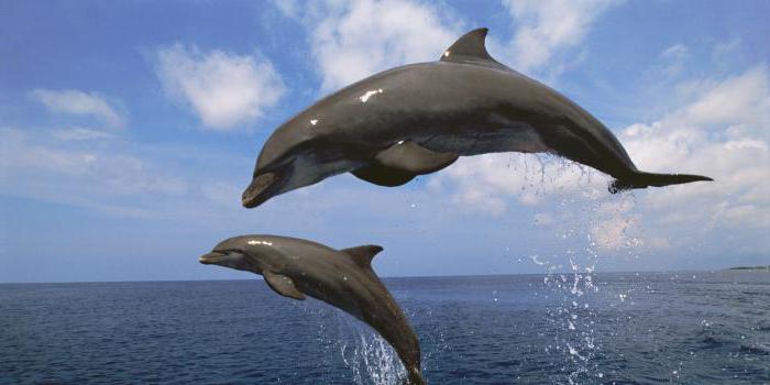 fatti interessanti del delfino animale