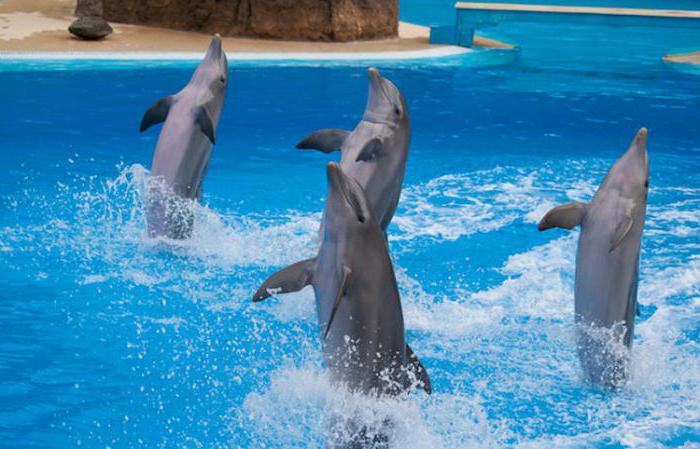 delfino tursiope fatti interessanti