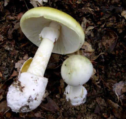 Nejvíce jedovatá houba na světě