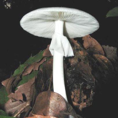 lista di funghi velenosi