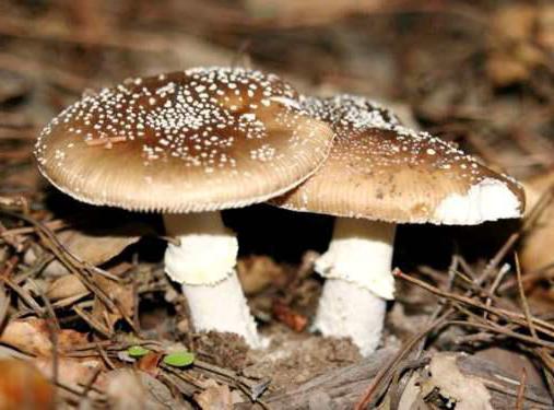 segni di funghi velenosi