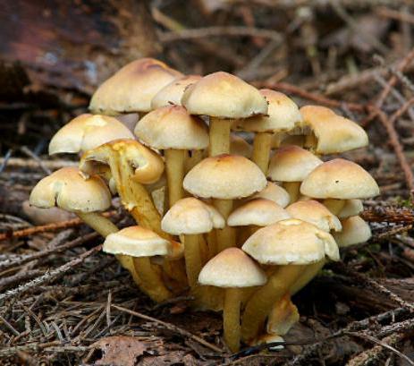 come distinguere i funghi velenosi
