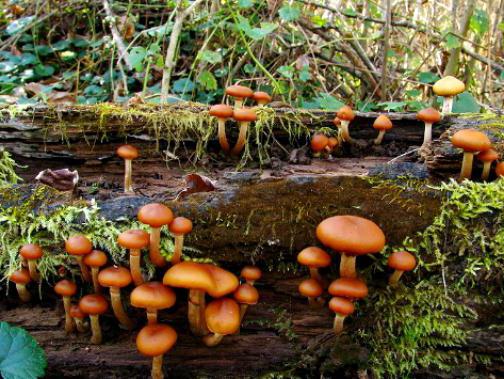 funghi mortali velenosi