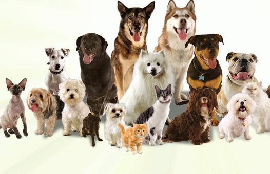 популярни породи кучета