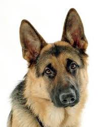 https://puntomarinero.com/images/  на-най-популярната-куче-breeds_4.jpg