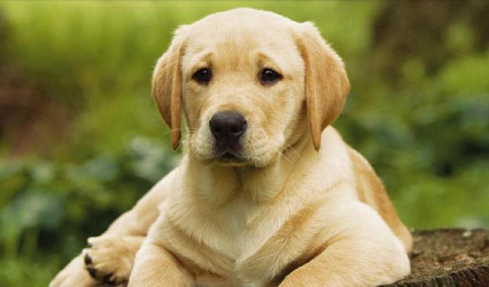 най-популярните породи кучета в света