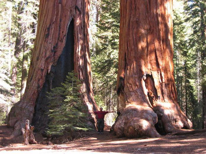Najstarejše drevo na svetu