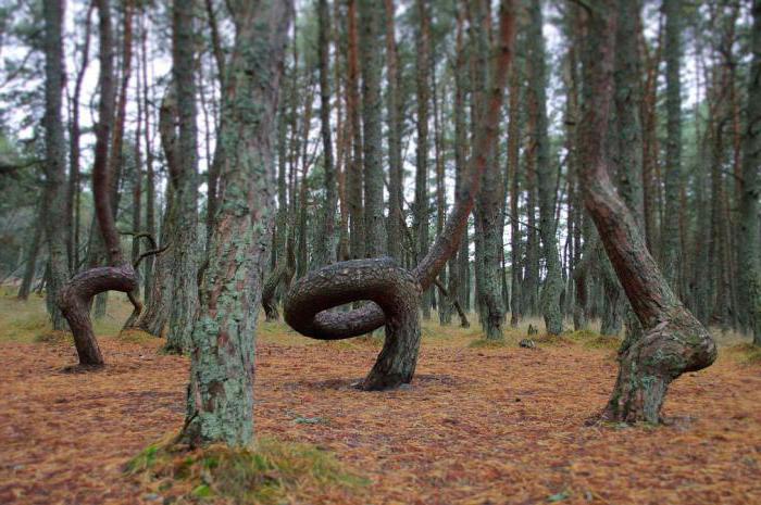 Най-необичайните дървета на света