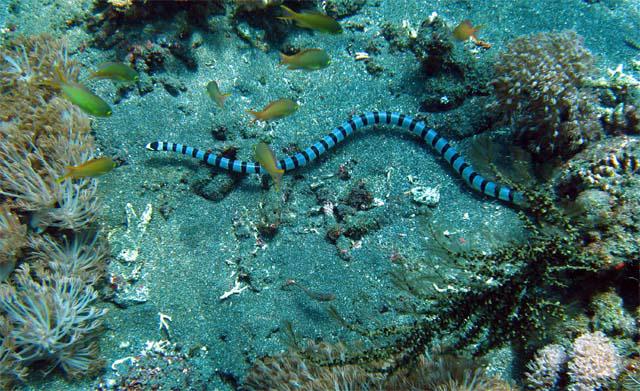 морски змии