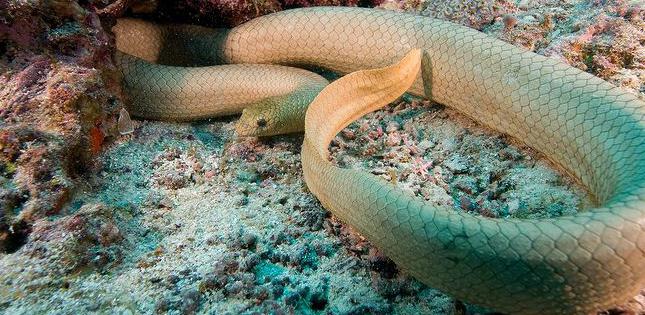 węże morskie Morza Czerwonego