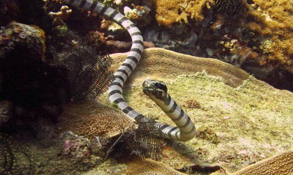 většina mořských jedovatých hadů