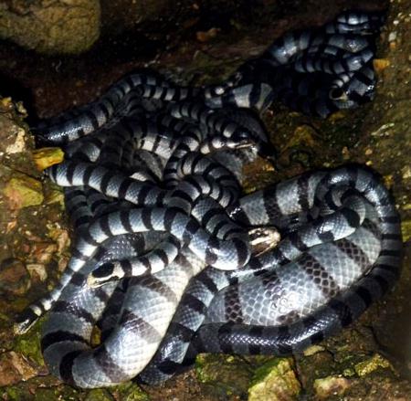 морски гигантски змии
