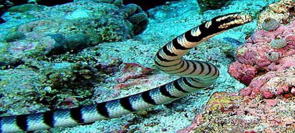 отровне морске змије