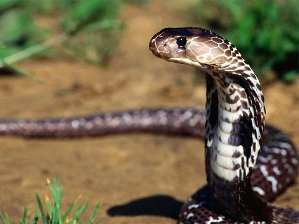 врсте отровних змија
