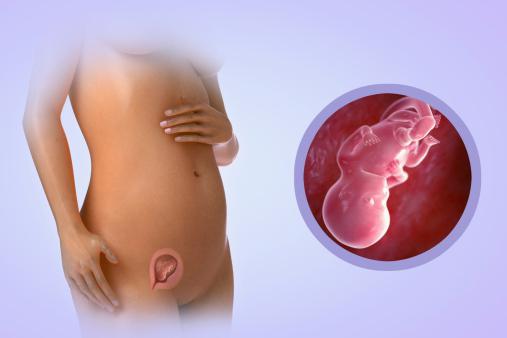 prvo gibanje zarodka drugo nosečnost