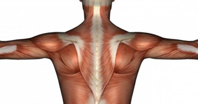 mišice vratu in ramenskega pasu