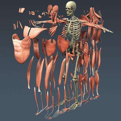 struktura svalů