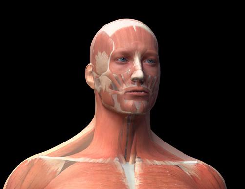 ljudski mišićno-koštani sustav