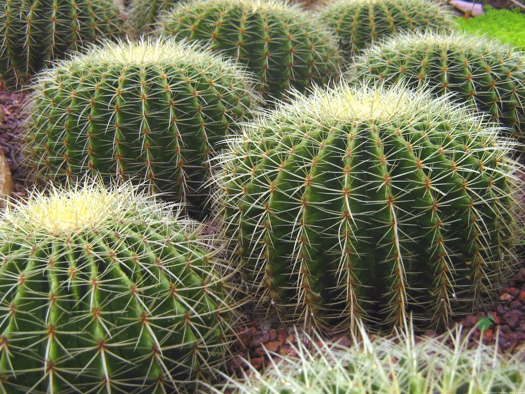 Igły kaktusowe
