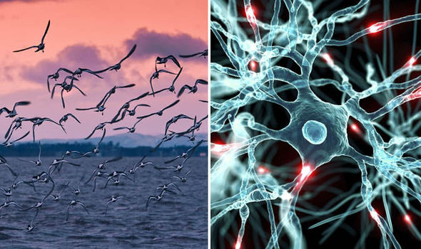 nervový systém ptáků
