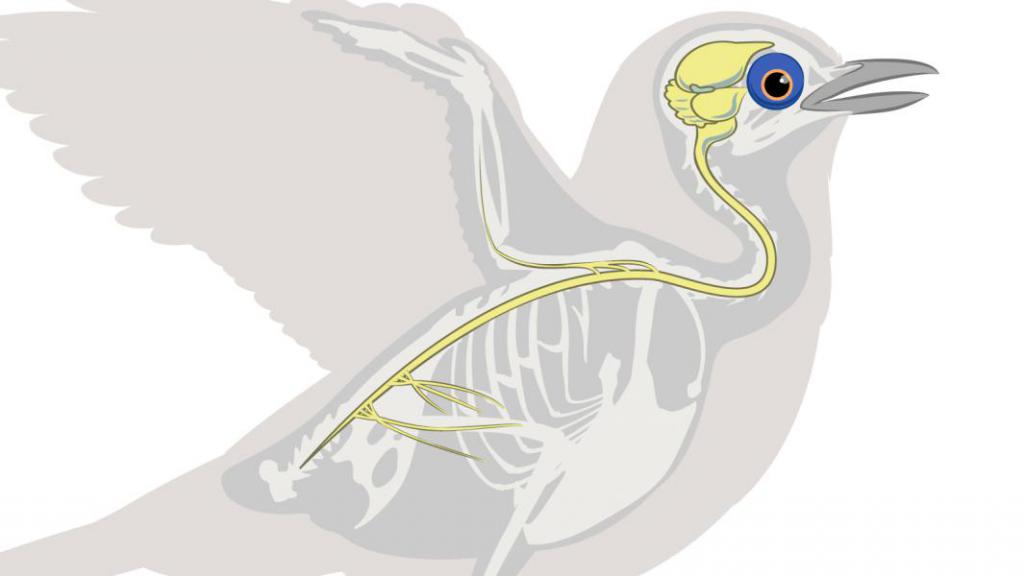 централната нервна система на птиците