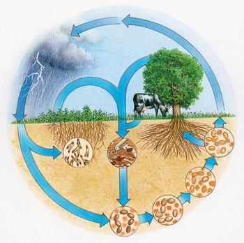 cyklus dusíku v přírodě