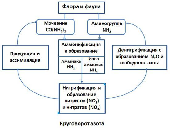 ciclo dell'azoto nello schema naturale