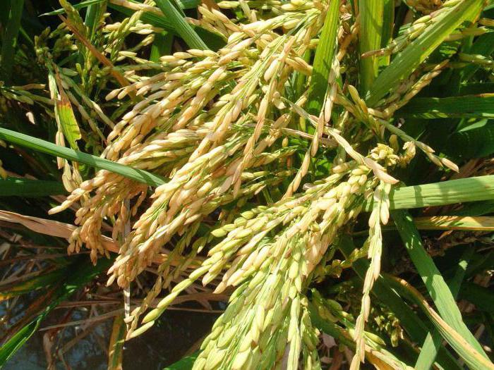 il valore nutrizionale del riso cotto
