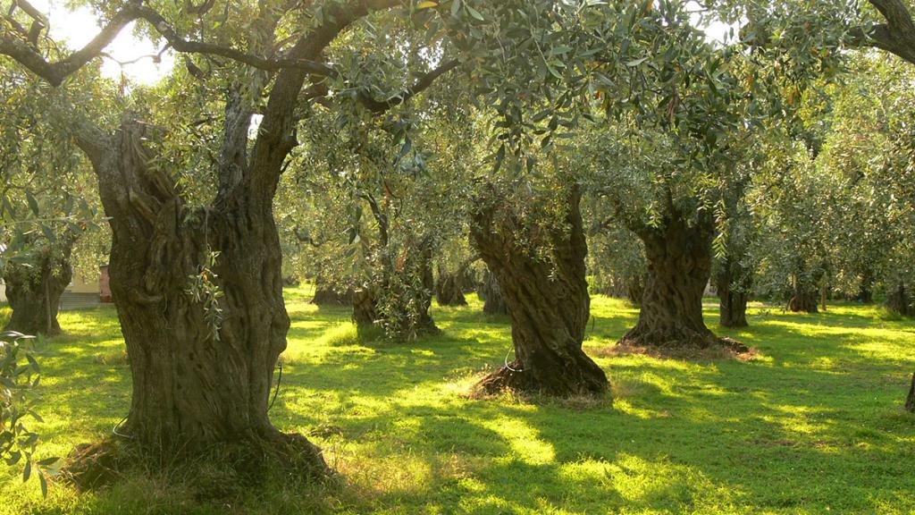 drzewo oliwne grecja
