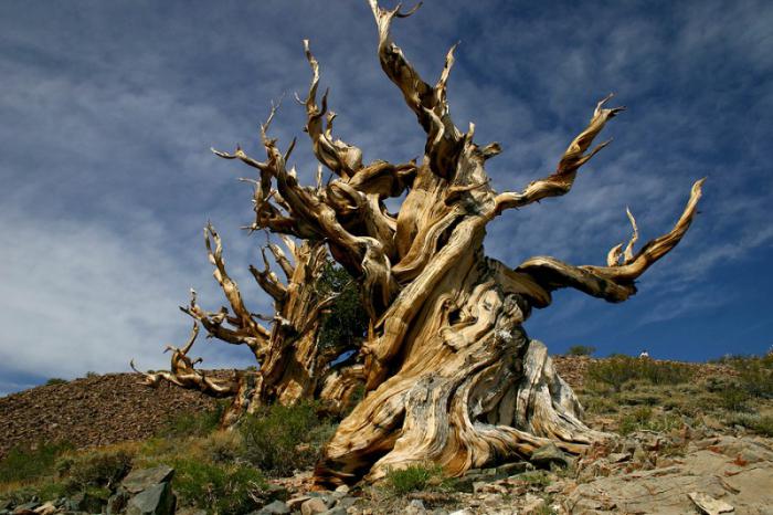najstarije drvo na svijetu
