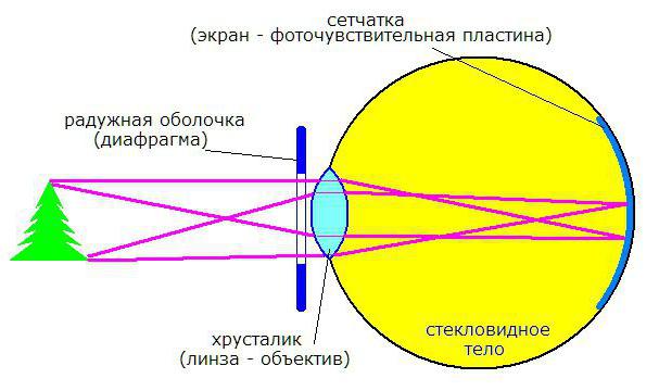 sistema ottico dell'occhio umano
