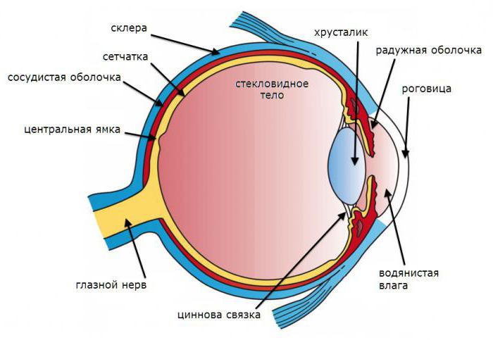 Il sistema ottico dell'occhio è composto da