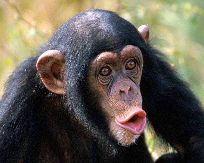 работа на маймуни означава фразеологизъм