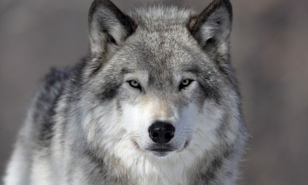 živalski volk