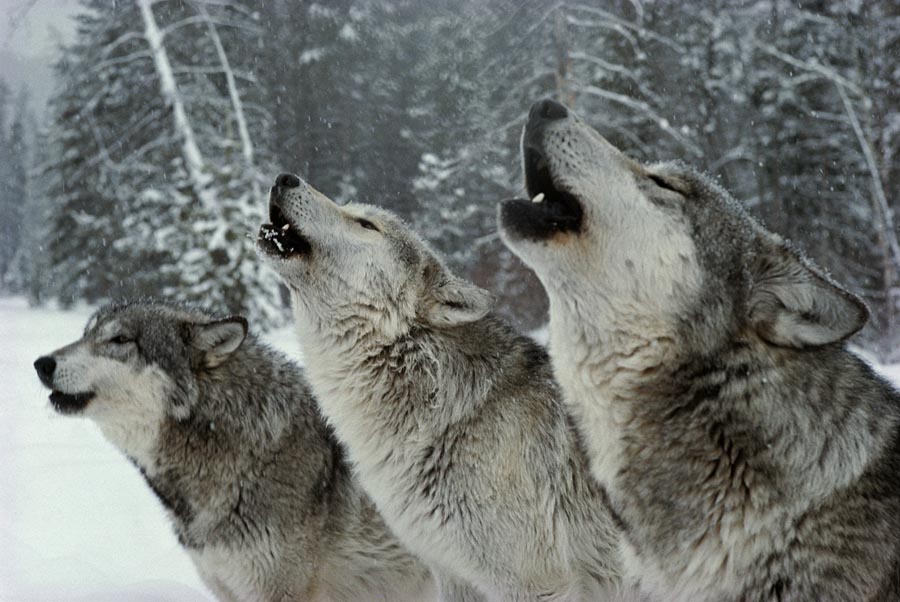 balení vlků