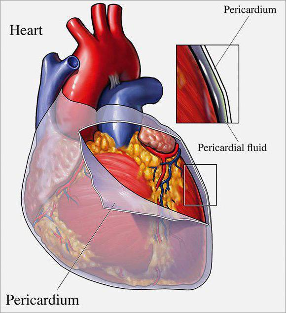 perikard je srdeční vak