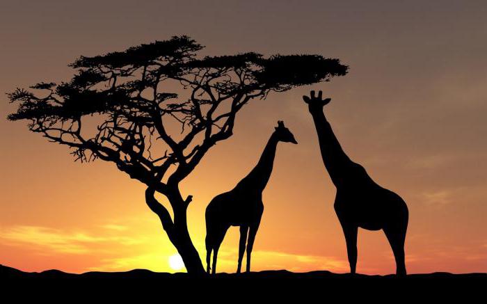 Gumilyov анализ на жирафи
