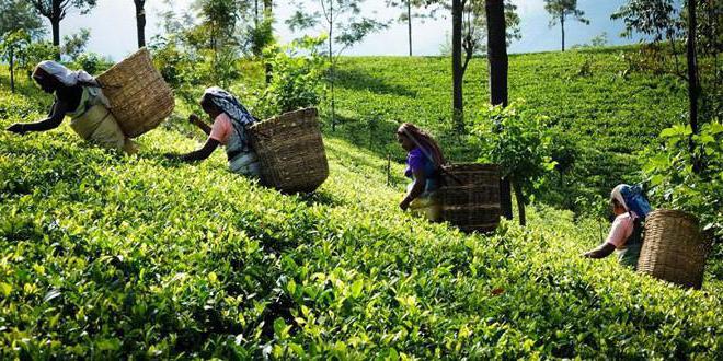 Raccolta di tè in Bangladesh