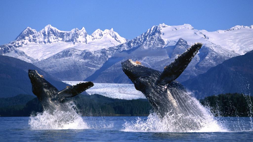 kitovi uz obalu Aljaske