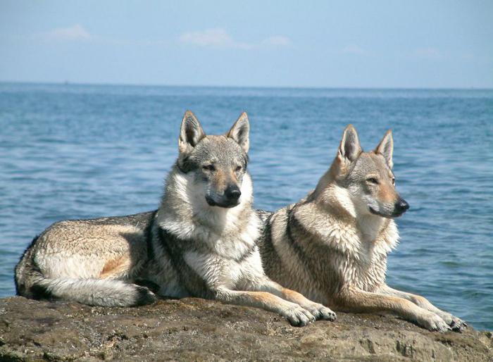 rijetkih pasmina pasa u Rusiji
