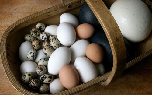 skladovatelnost křepelčích vajec v chladničce