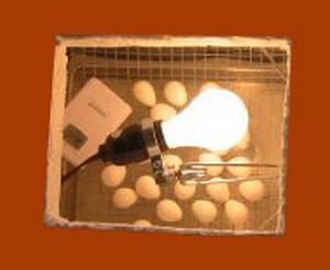 domači inkubator jajc